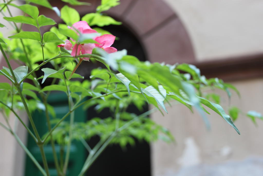 Abaco Bed & Breakfast Рим Екстериор снимка
